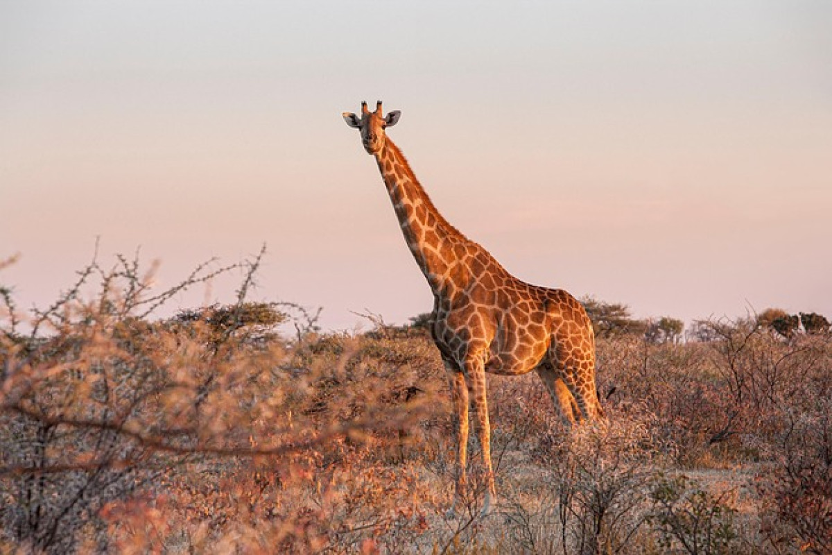 namibia autentica: din desertul kalahari pana in savanele etosha 1