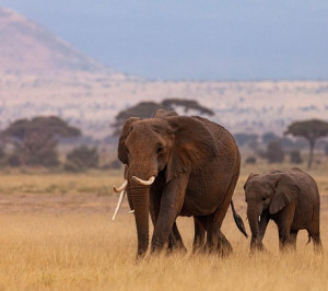 kenya – aventura in inima africii premium tours 2026 1