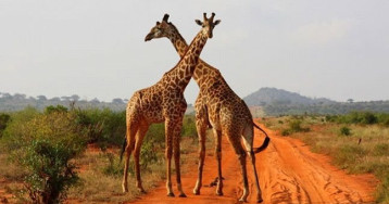 Safari Tsavo East - West (2 nopti) + Bamburi Beach (5 nopti) Safari Tsavo East - West (2 nopti) + Bamburi Beach (5 nopti)